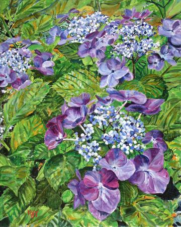 Lacecap Hydrangeas